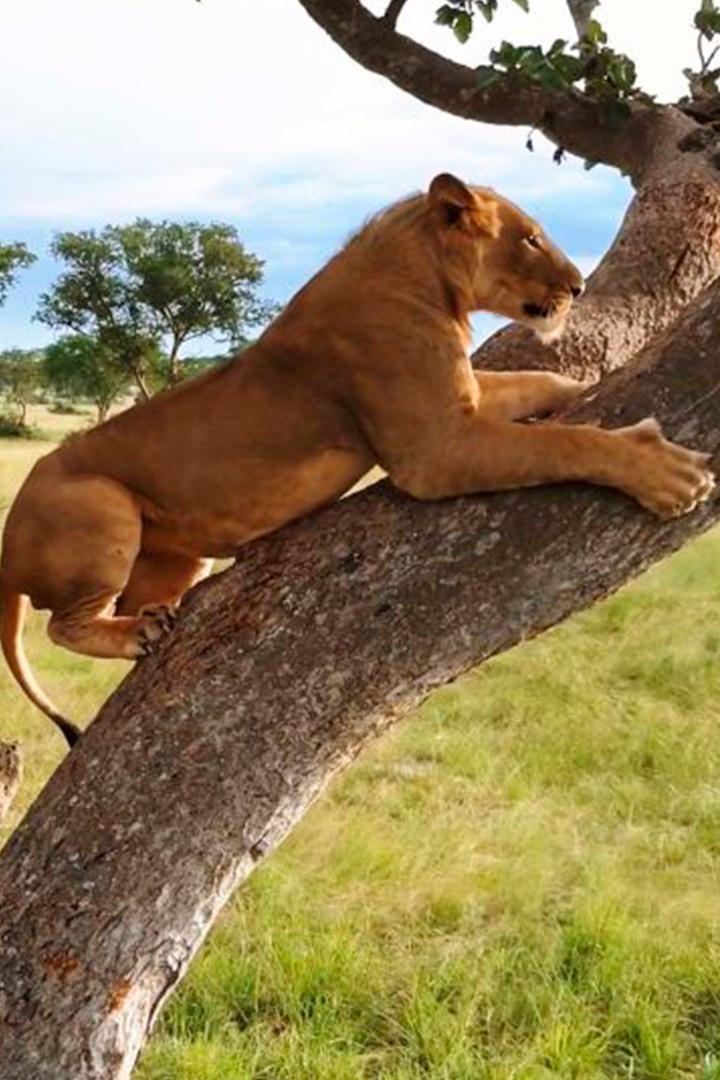 Tree Climbing Lions Update (tree-climbing-lions-update) Документальный сериал
