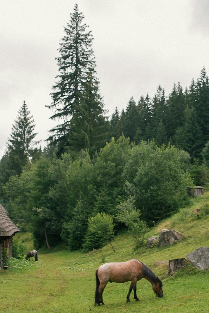 Tiere auf dem Land – Erinnerungen in Rheinland-Pfalz (tiere-auf-dem-land-erinnerungen-in-rheinland-pfalz) Документальный фильм