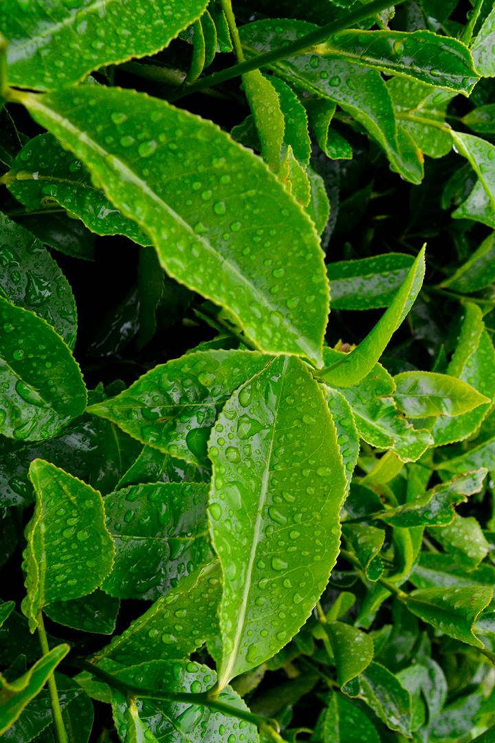 Hadong tea plantation (hadong-tea-plantation) Досуг, хобби