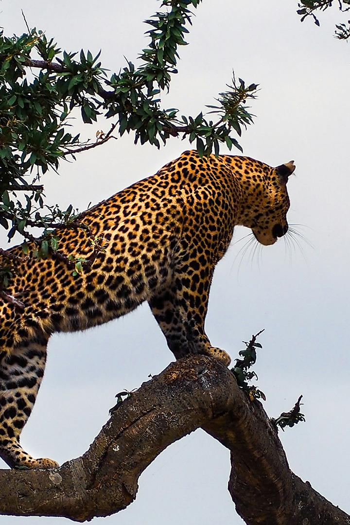 The loneliness of the leopard (the-loneliness-of-the-leopard) Документальный фильм