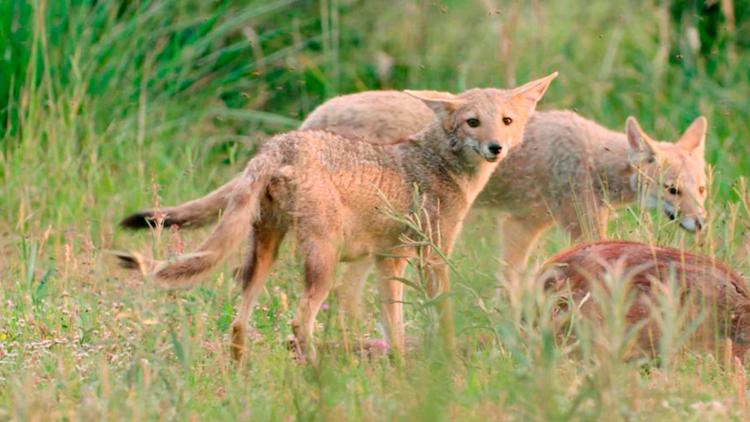 Постер Wild Argentina: Drive to Survive