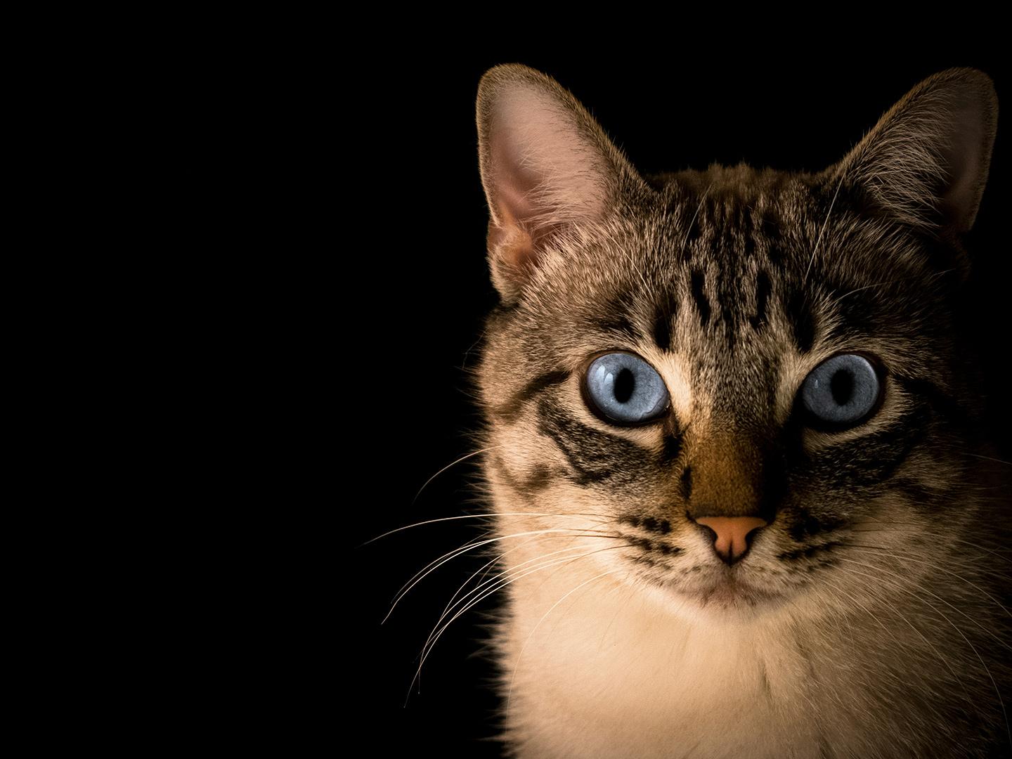 Пушистые блогеры (pushistye-blogery) Досуг, хобби