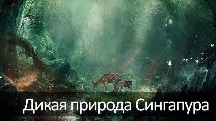 Постер Дикая природа Сингапура