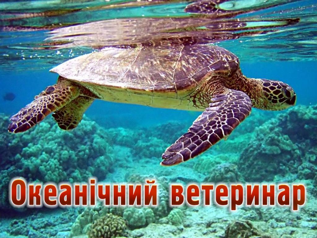 Океанічний ветеринар (okeanchnij-veterinar) Познавательное