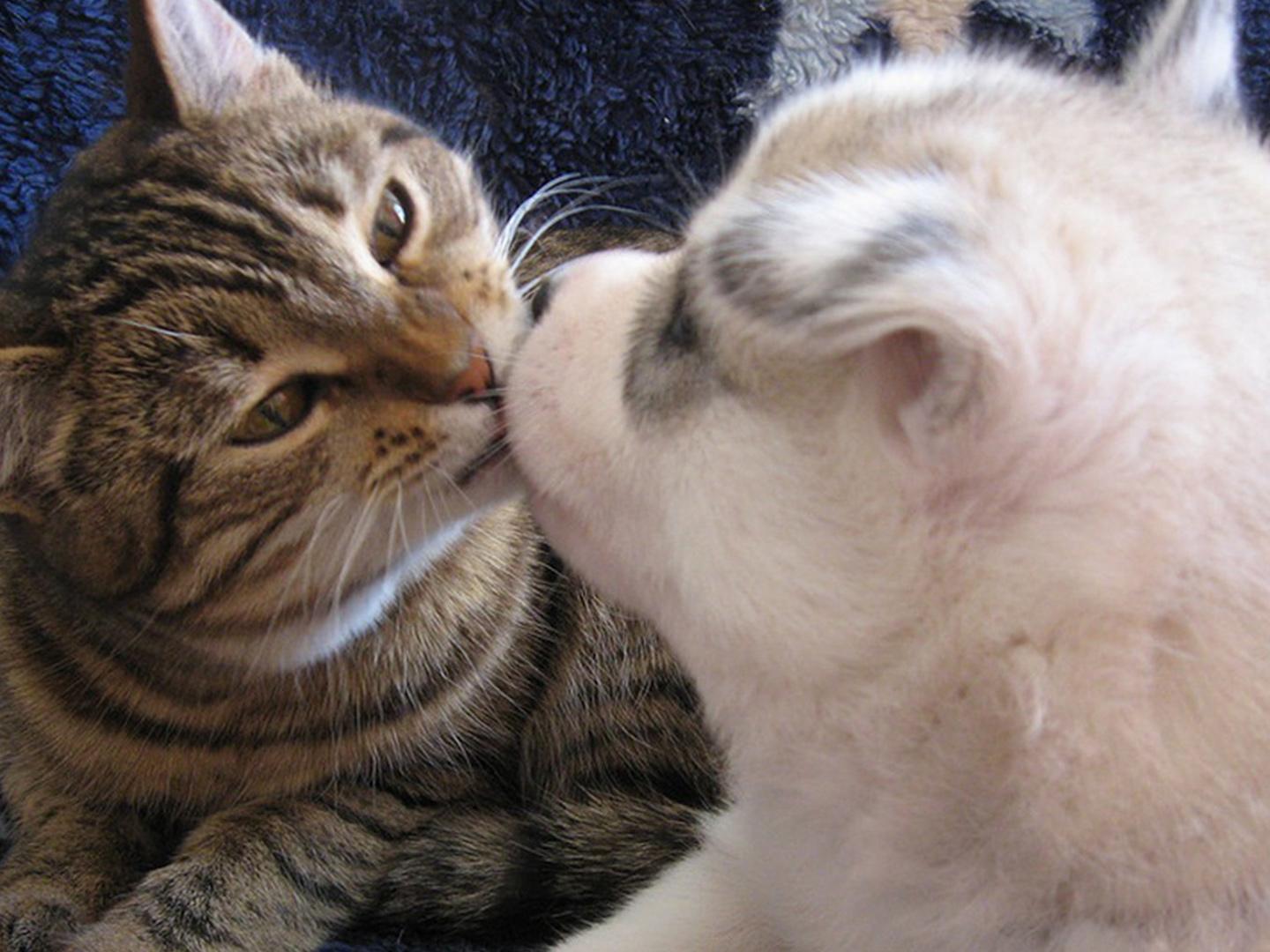 Зустріч з тваринами (zustrch-z-tvarinami) Документальный сериал