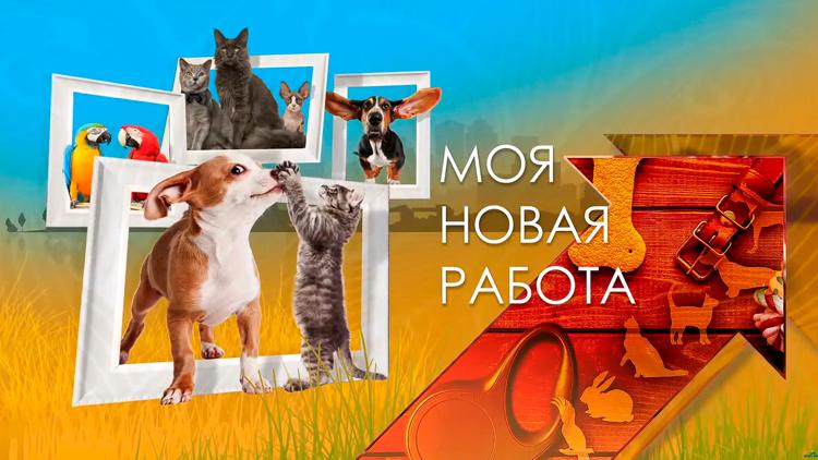 Постер Моя новая работа