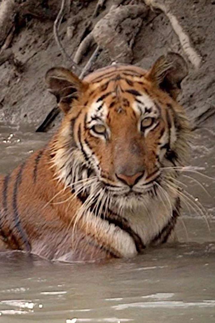 Sundarbans, im Reich der Königstiger (sundarbans-im-reich-der-knigstiger) Документальный фильм