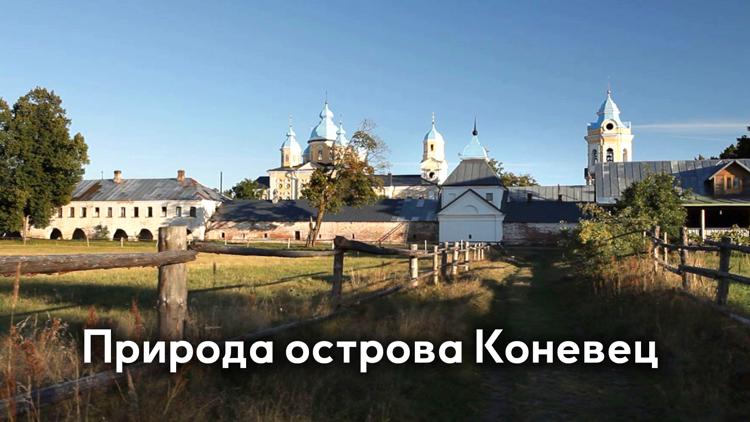 Постер Природа острова Коневец