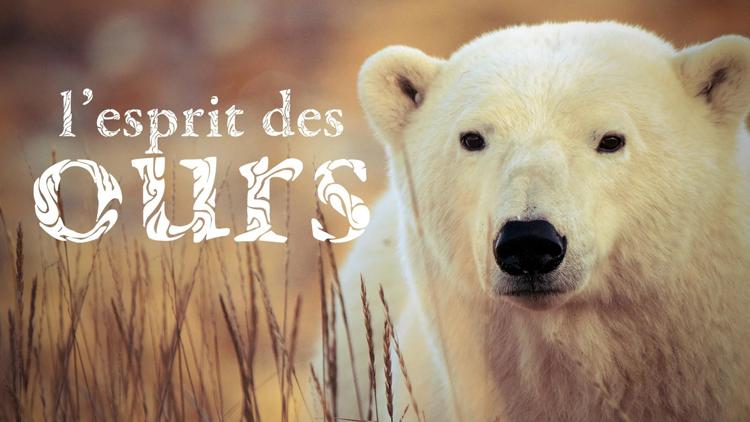 Постер L'esprit des ours