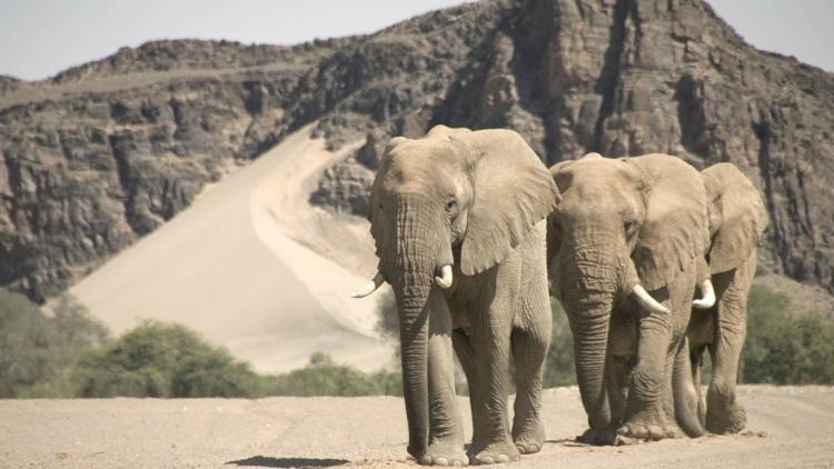 Постер Namibia's Desert Kingdom