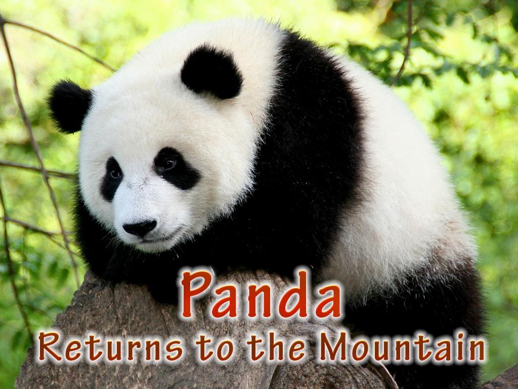 Panda Returns to the Mountain (panda-returns-to-the-mountain) Познавательное