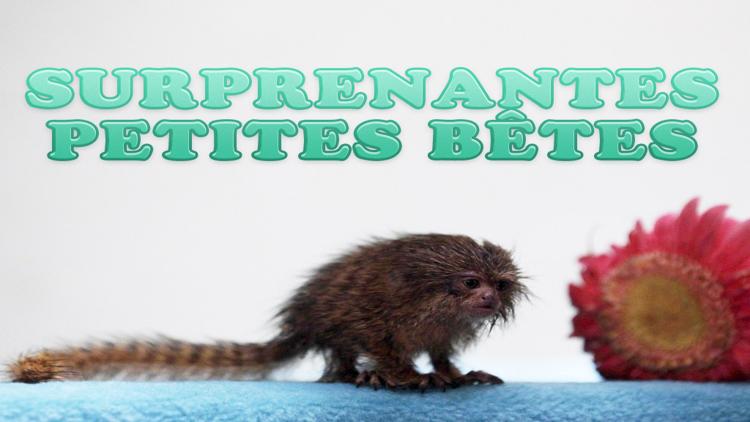 Постер Surprenantes petites bêtes