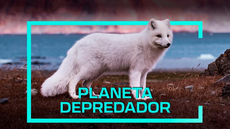 Постер Planeta depredador