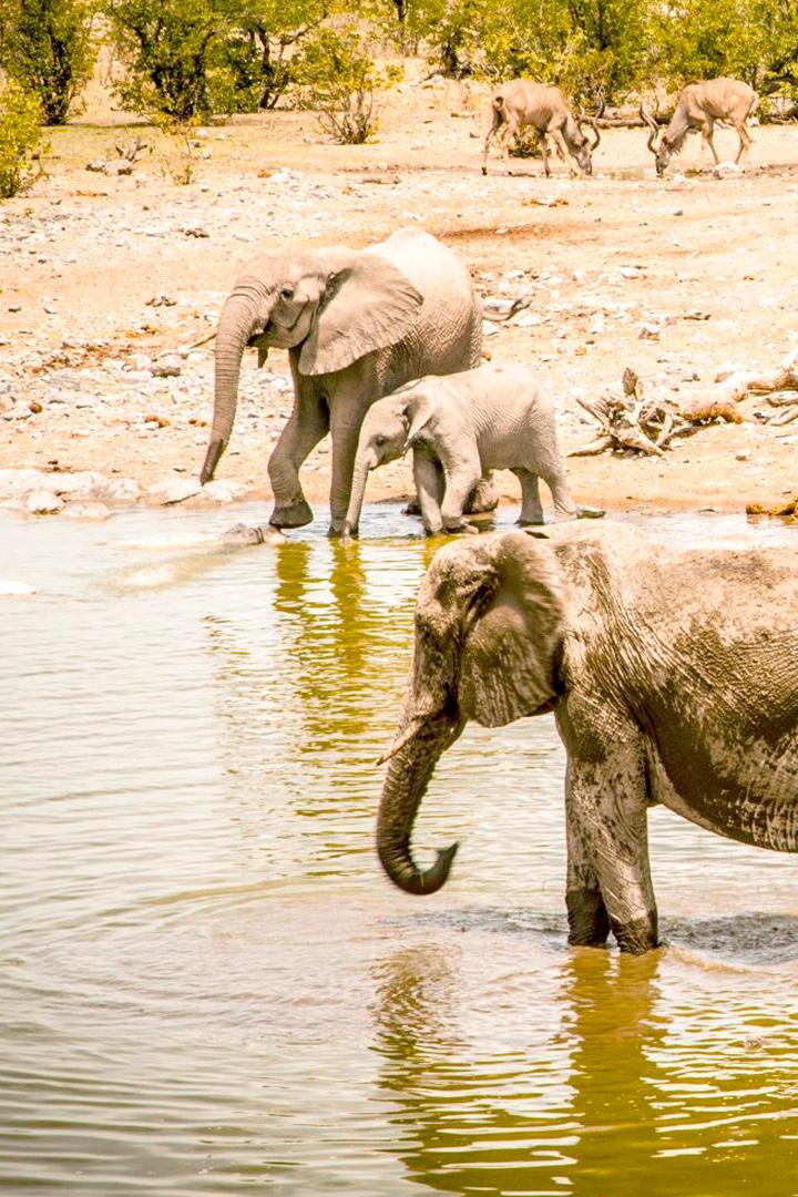 Этоша: огромный солончак (etosha-ogromnyj-solonchak) Документальный фильм