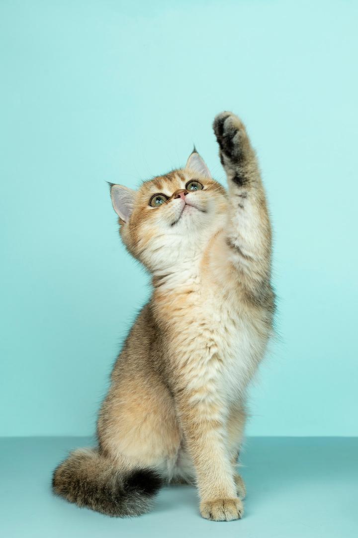 Кошка с улицы или из приюта. Как правильно подготовиться? (koshka-s-ulitsy-ili-iz-prijuta-kak-pravilno-podgotovitsja) Познавательное