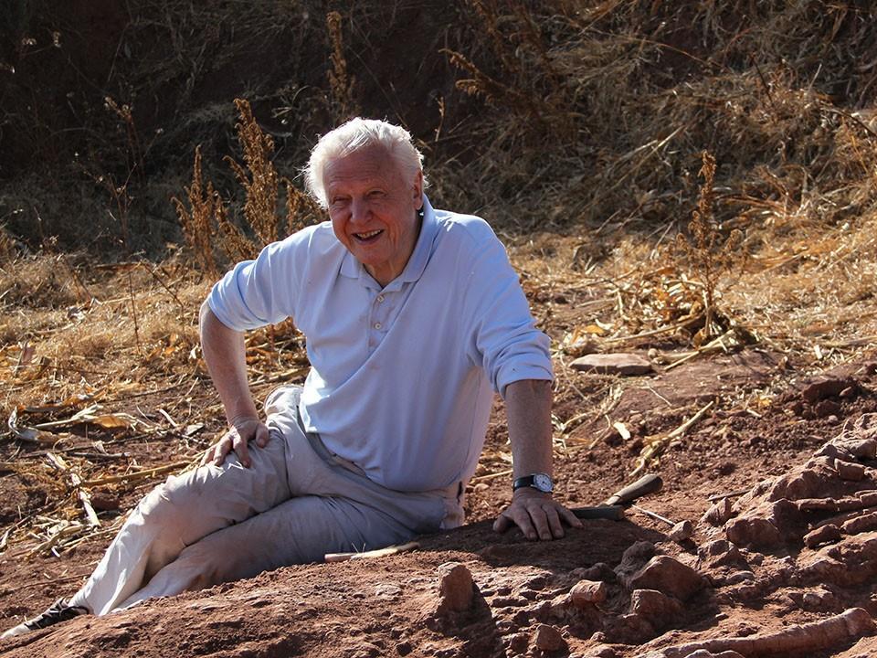 История животного мира с Дэвидом Аттенборо (istorija-zhivotnogo-mira-s-devidom-attenboro) Документальный сериал