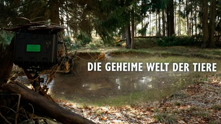 Постер Die geheime Welt der Tiere