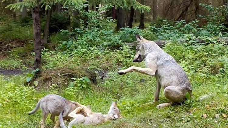 Постер Die geheime Welt der Tiere