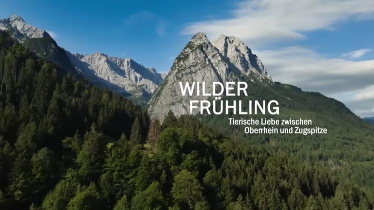 Постер Wilder Frühling Tierische Liebe zwischen Oberrhein und Zugspitze