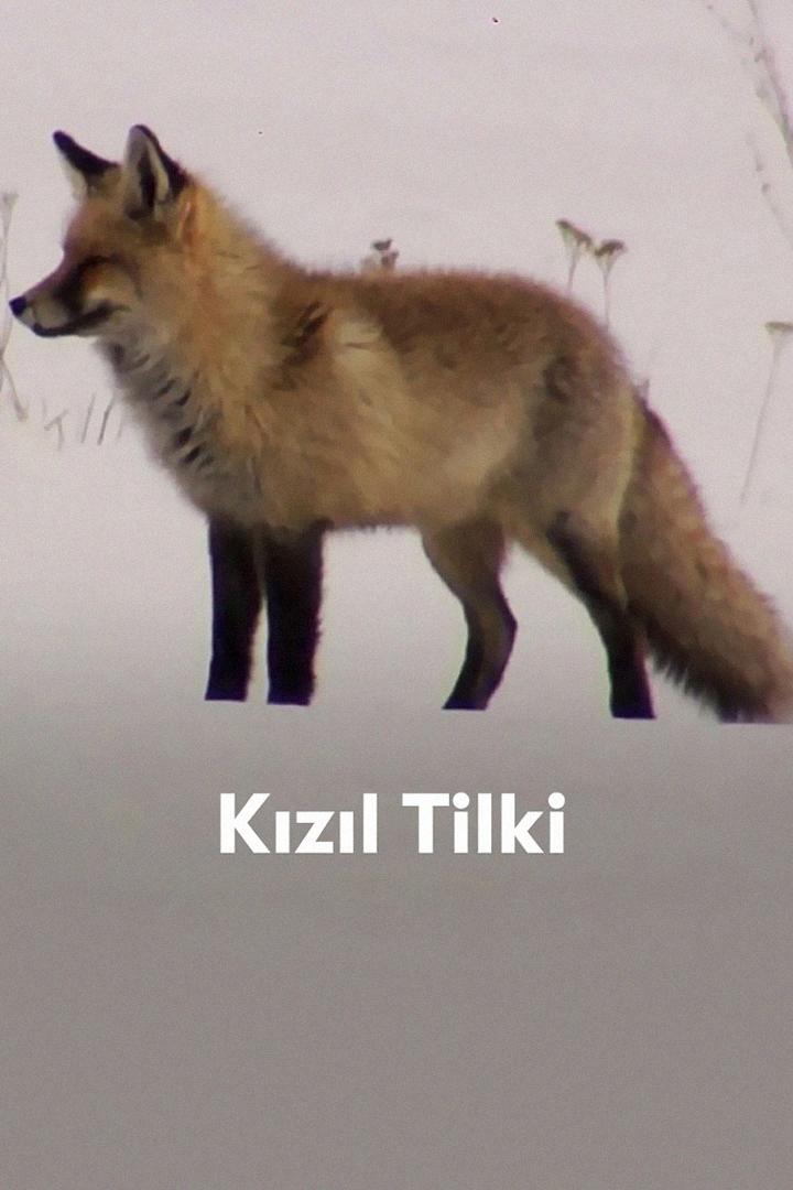 Kızıl Tilki (kzl-tilki) Документальный фильм