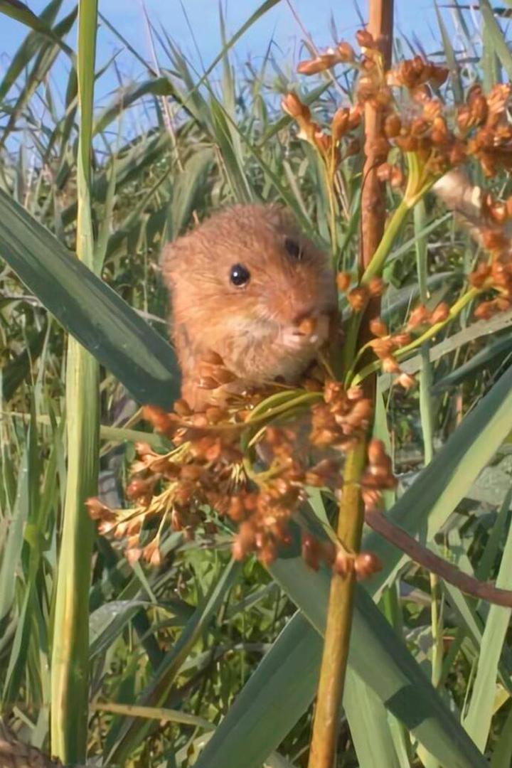 Aélia, la souris des moissons (alia-la-souris-des-moissons) Документальный фильм