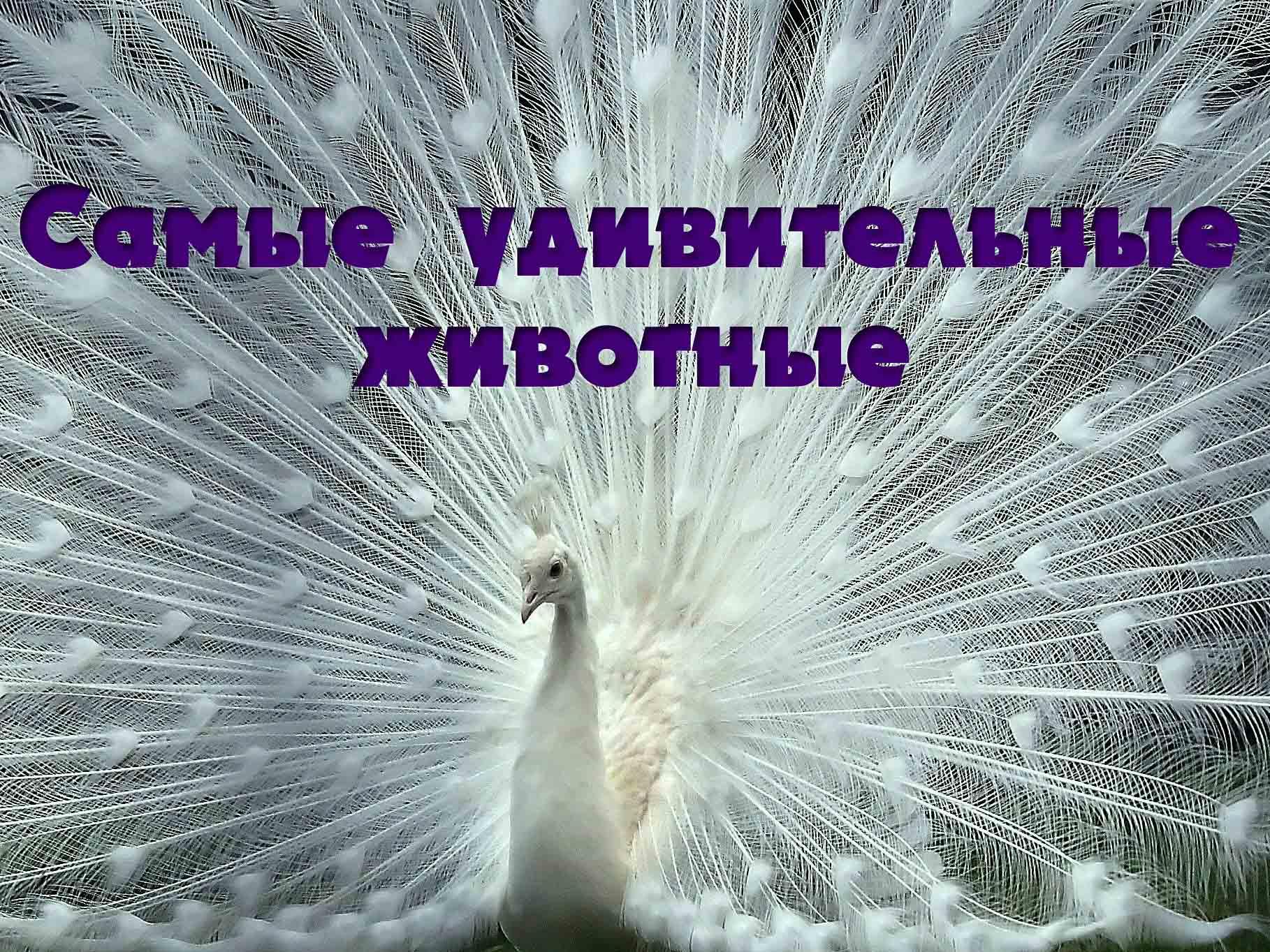 Самые удивительные животные (samye-udivitelnye-zhivotnye) Документальный сериал