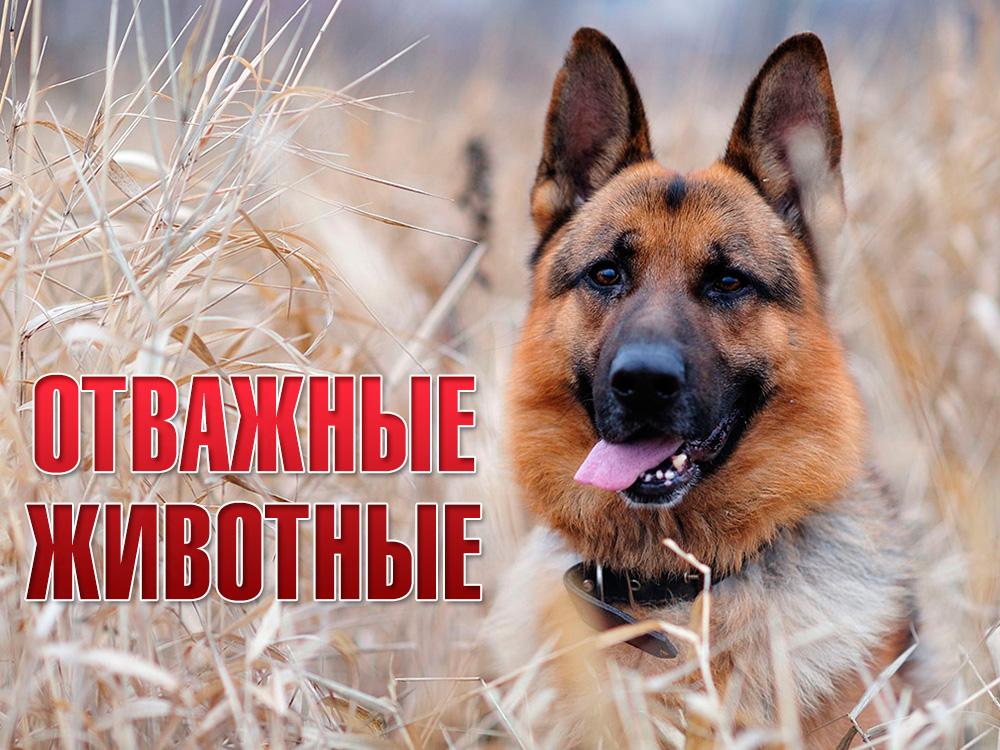 Отважные животные (otvazhnye-zhivotnye) Документальный сериал