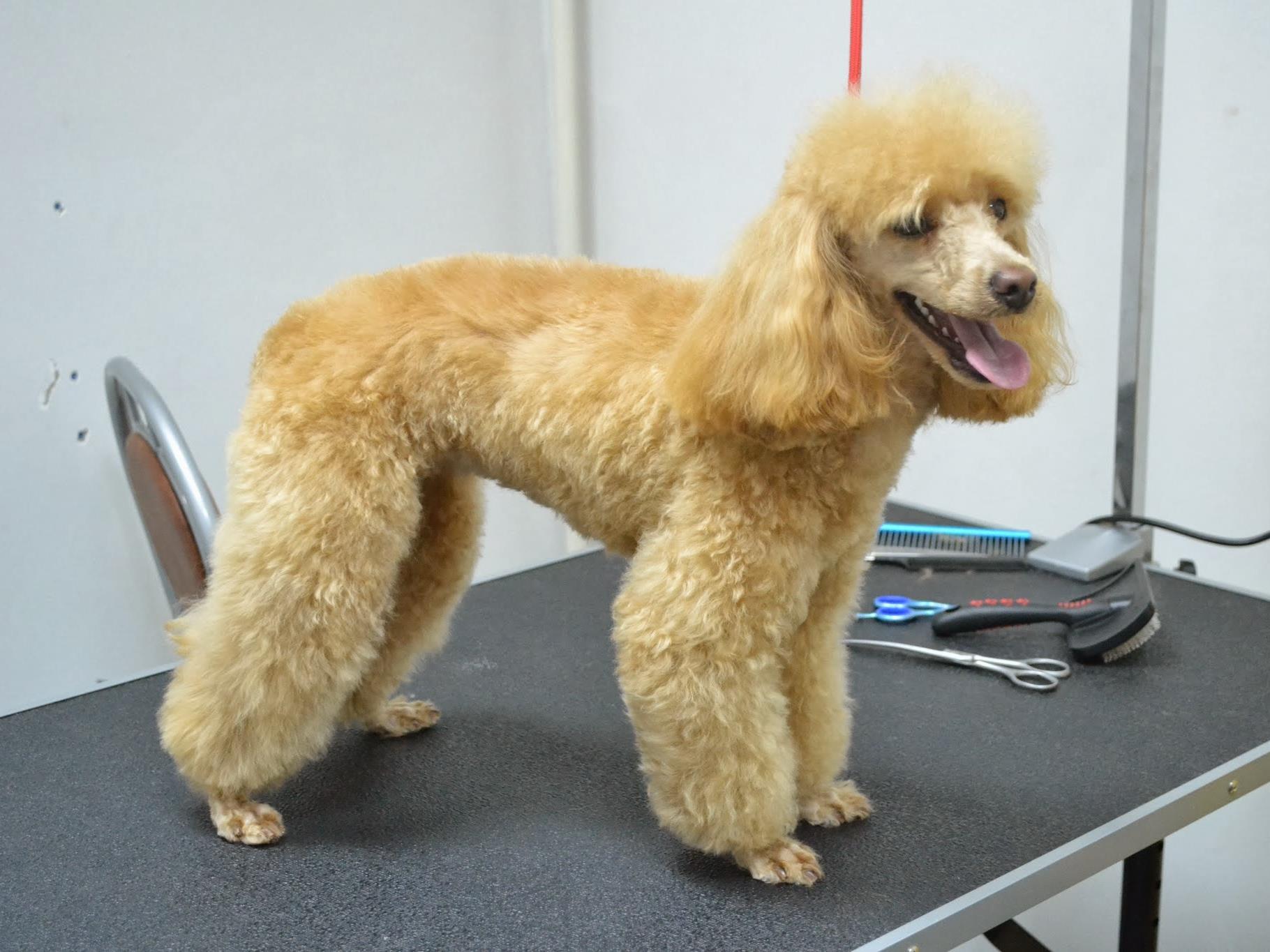 Зоосалон (zoosalon) Досуг, хобби