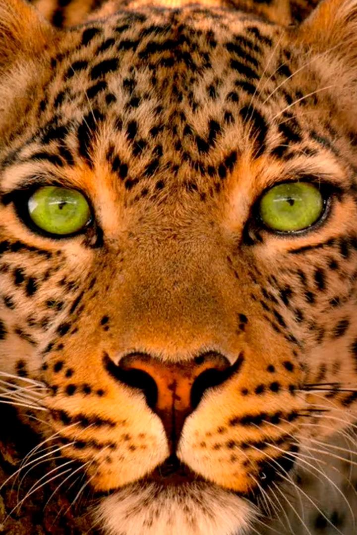 Jade Eyed Leopard (jade-eyed-leopard) ТВ-шоу