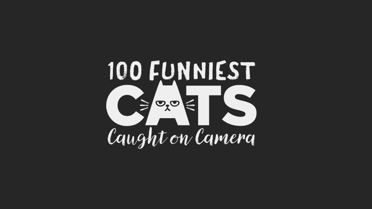 Постер 100 Funniest Cats Caught on Camera