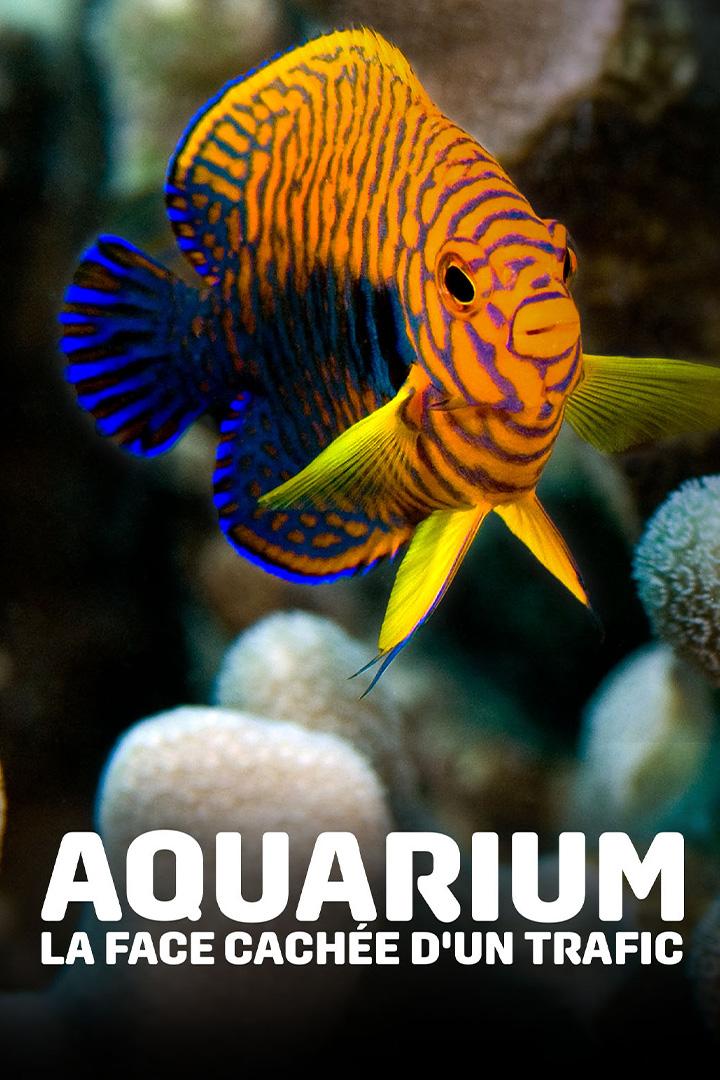 Aquariums, la face cachée d'un commerce (aquariums-la-face-cache-dun-commerce) Документальный фильм