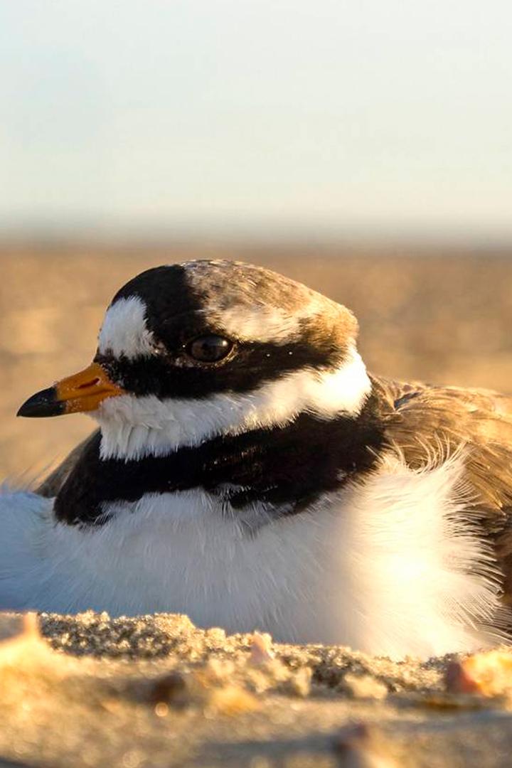 Die Ostfriesischen Inseln - Geboren aus Sand (die-ostfriesischen-inseln-geboren-aus-sand) Документальный фильм