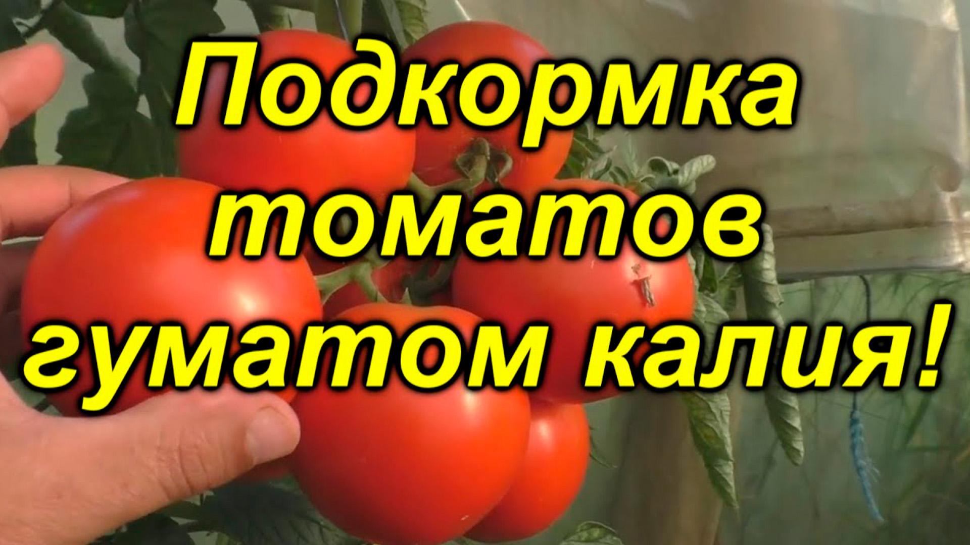 Подкормка томатов гуматом калия (podkormka-tomatov-gumatom-kalija) Досуг, хобби