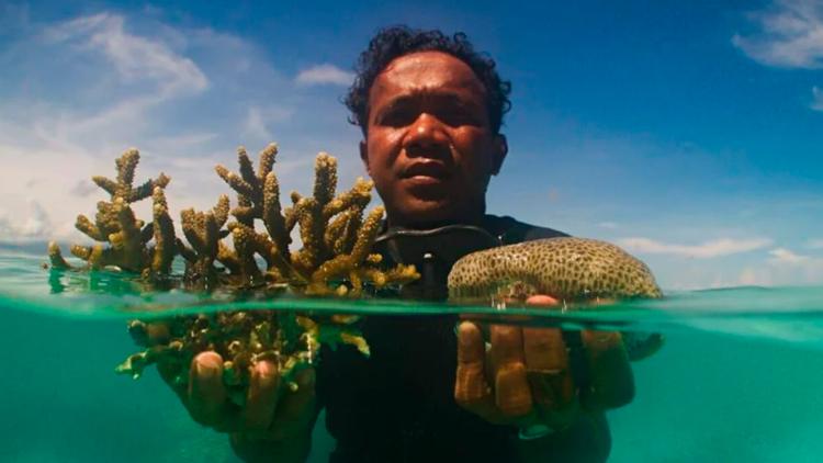 Постер Les Jardiniers de Corail de Raja Ampat