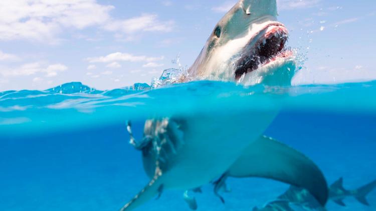 Постер Requin, le mangeur de sable