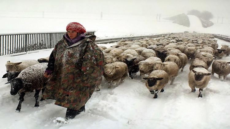 Постер Зимние странники