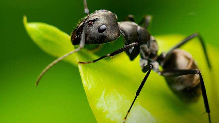 Постер Les fourmis