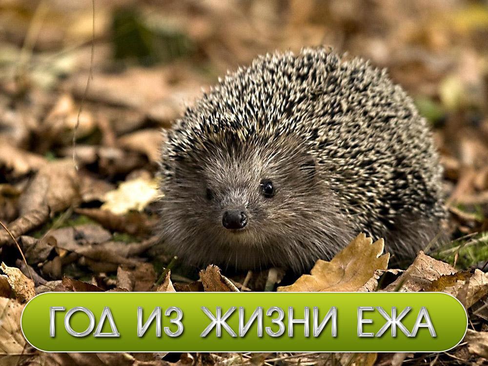 Год из жизни ежа (god-iz-zhizni-ezha) Документальный фильм