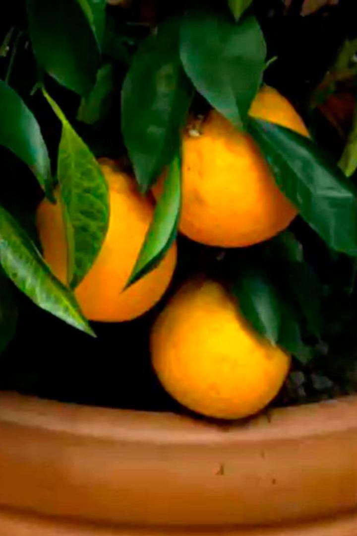 Der Traum vom Süden – Exotische Pflanzen in Österreich (der-traum-vom-sden-exotische-pflanzen-in-sterreich) Документальный фильм