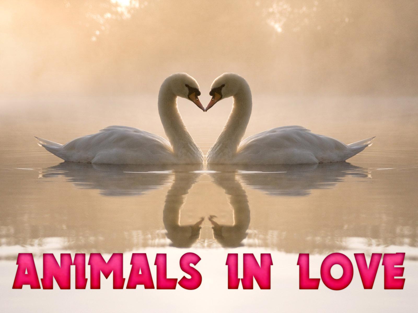 Animals in Love (animals-in-love) Документальный сериал