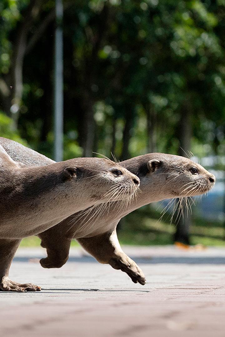 Uptown Otters (uptown-otters) Документальный сериал