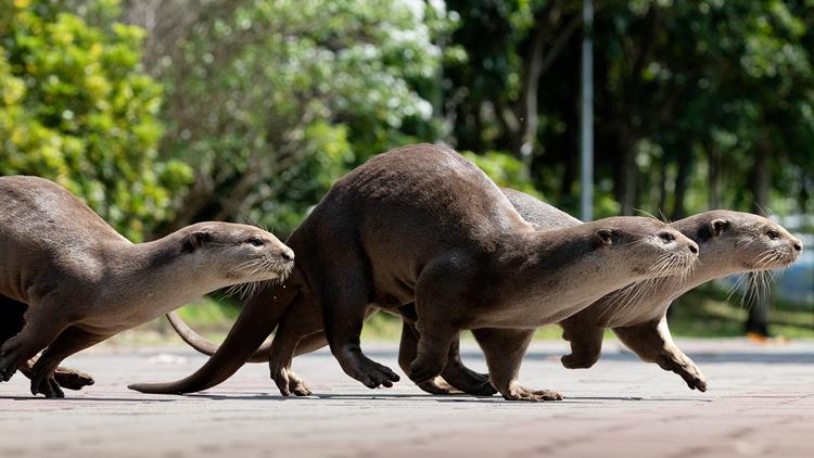 Постер Uptown Otters