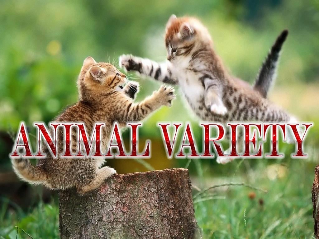 Animal variety (animal-variety) Познавательное