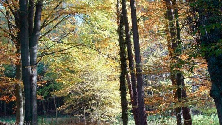 Постер Les forêts du Québec en 4 couleurs