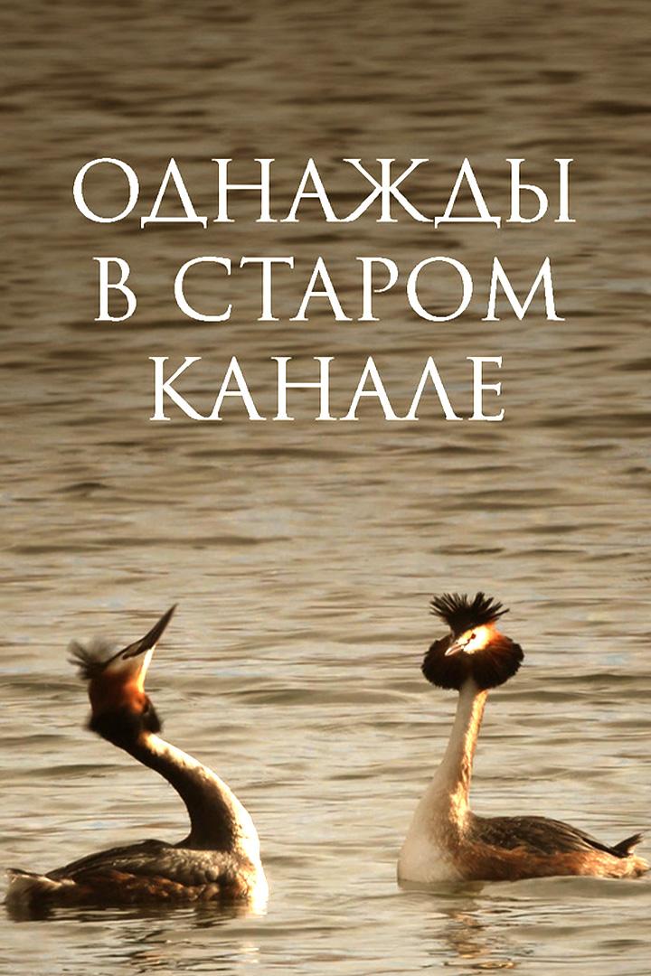 Однажды в Саванне (odnazhdy-v-savanne) Документальный фильм