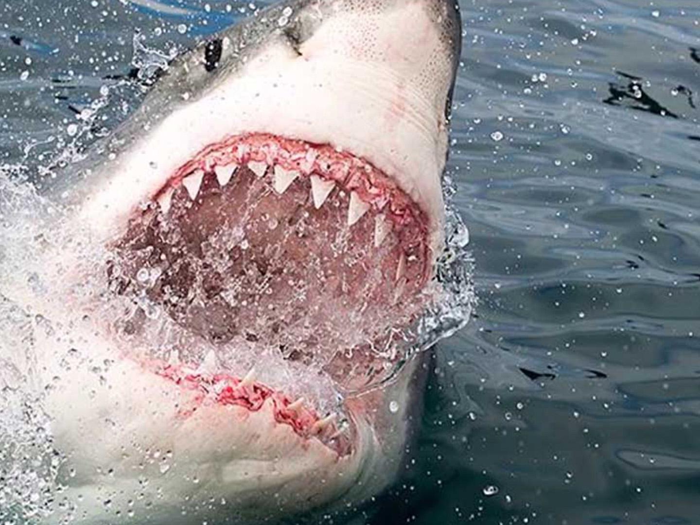 Нападение акул (napadenie-akul) Документальный сериал