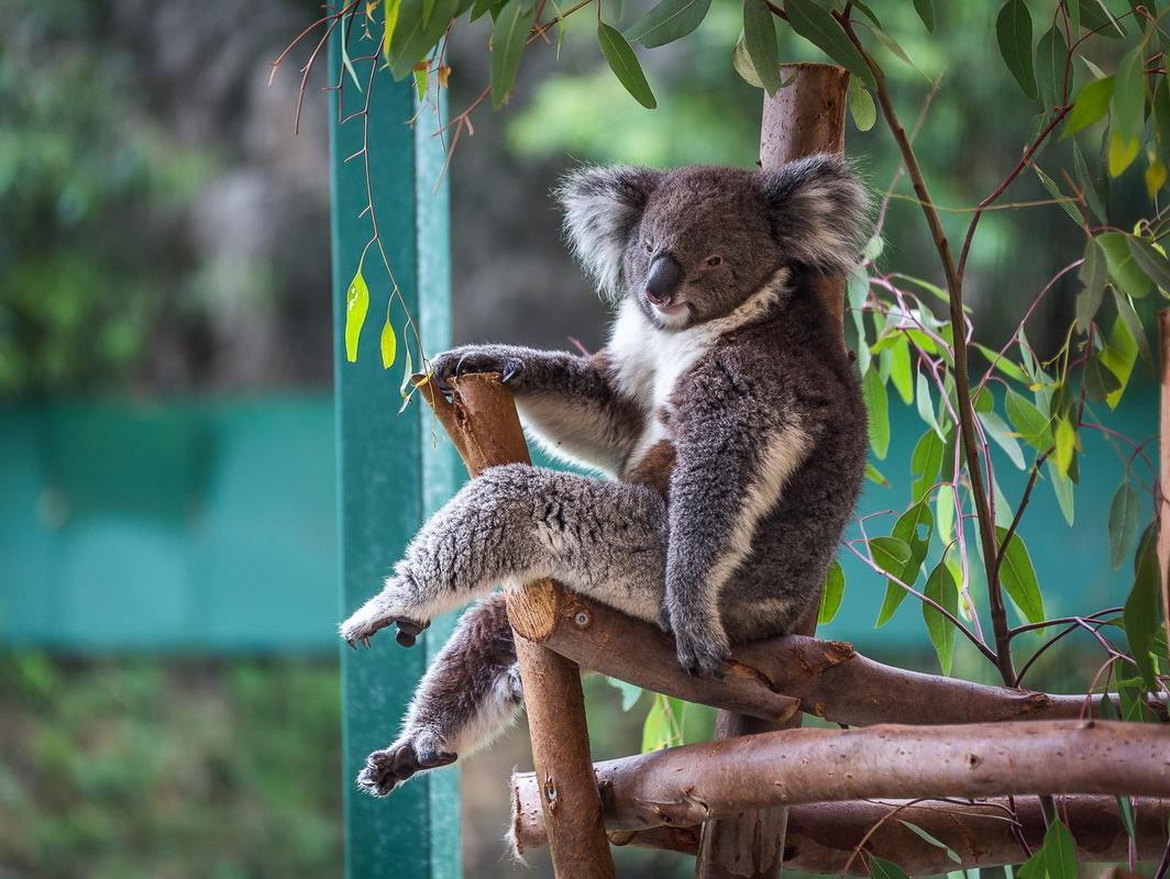 Госпиталь для коал (gospital-dlja-koal) Документальный фильм