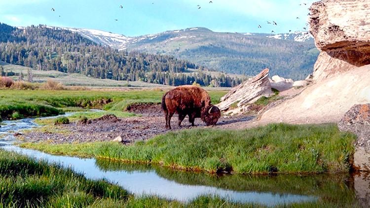 Постер Yellowstone - Park der Extreme