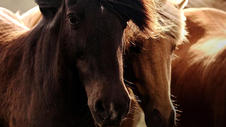 Постер La harde sauvage - Libres chevaux de Sardaigne