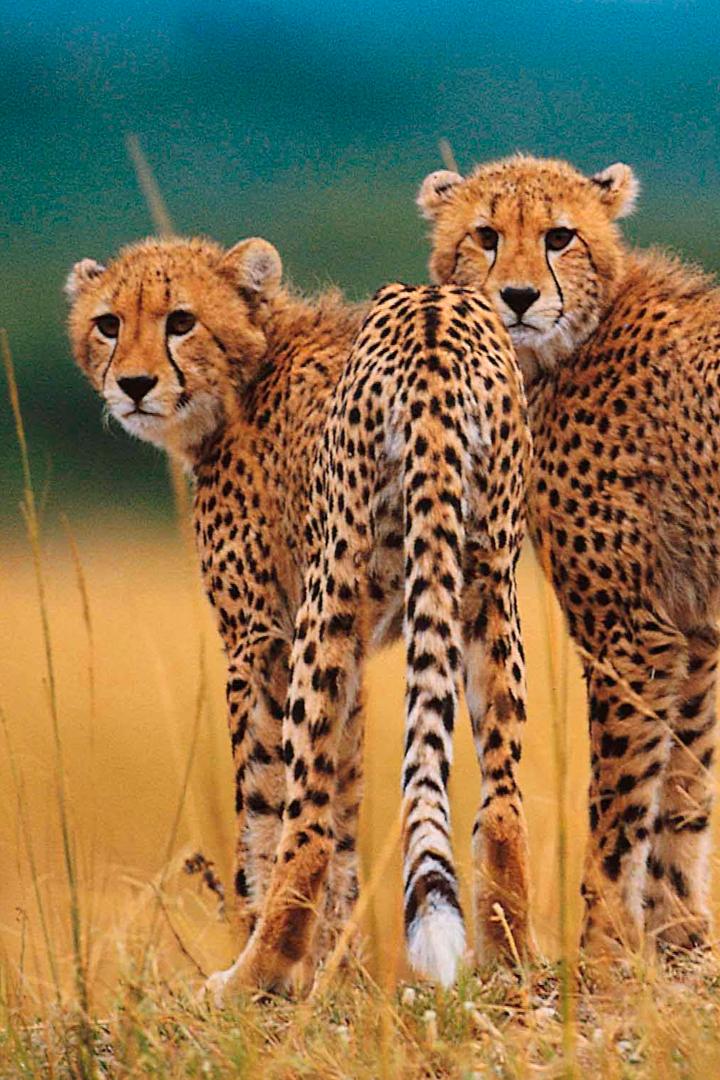 Фауна Африки (fauna-afriki) Досуг, хобби
